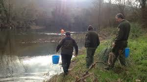 Comienza la repoblación de los ríos de Cantabria con alevines de angula